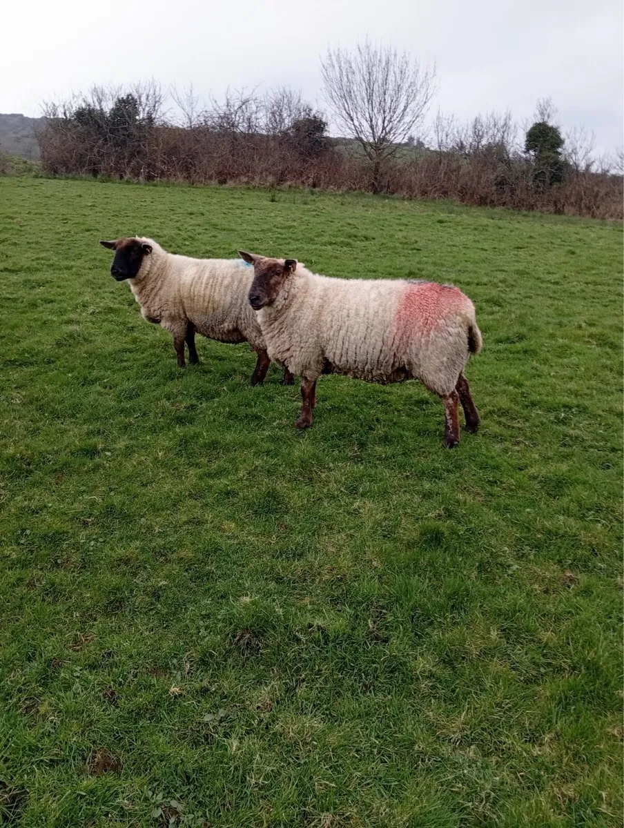 25 Organic Hoggets scanned in lamb - Image 4