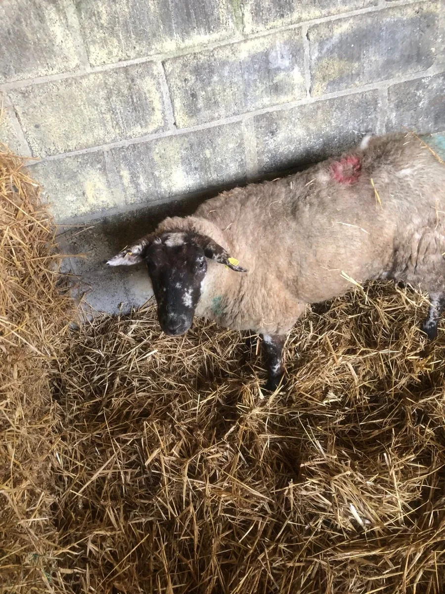 Foster Ewe - Image 1