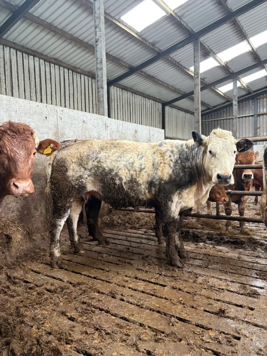 2 young breeding cows  Kingbull and PPS - Image 3