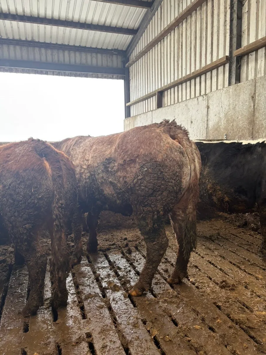 2 young breeding cows  Kingbull and PPS - Image 4