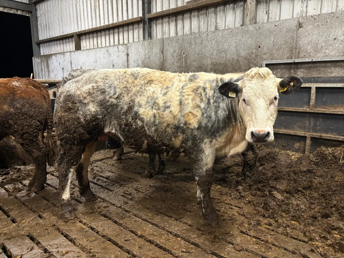 2 young breeding cows  Kingbull and PPS - Image 1