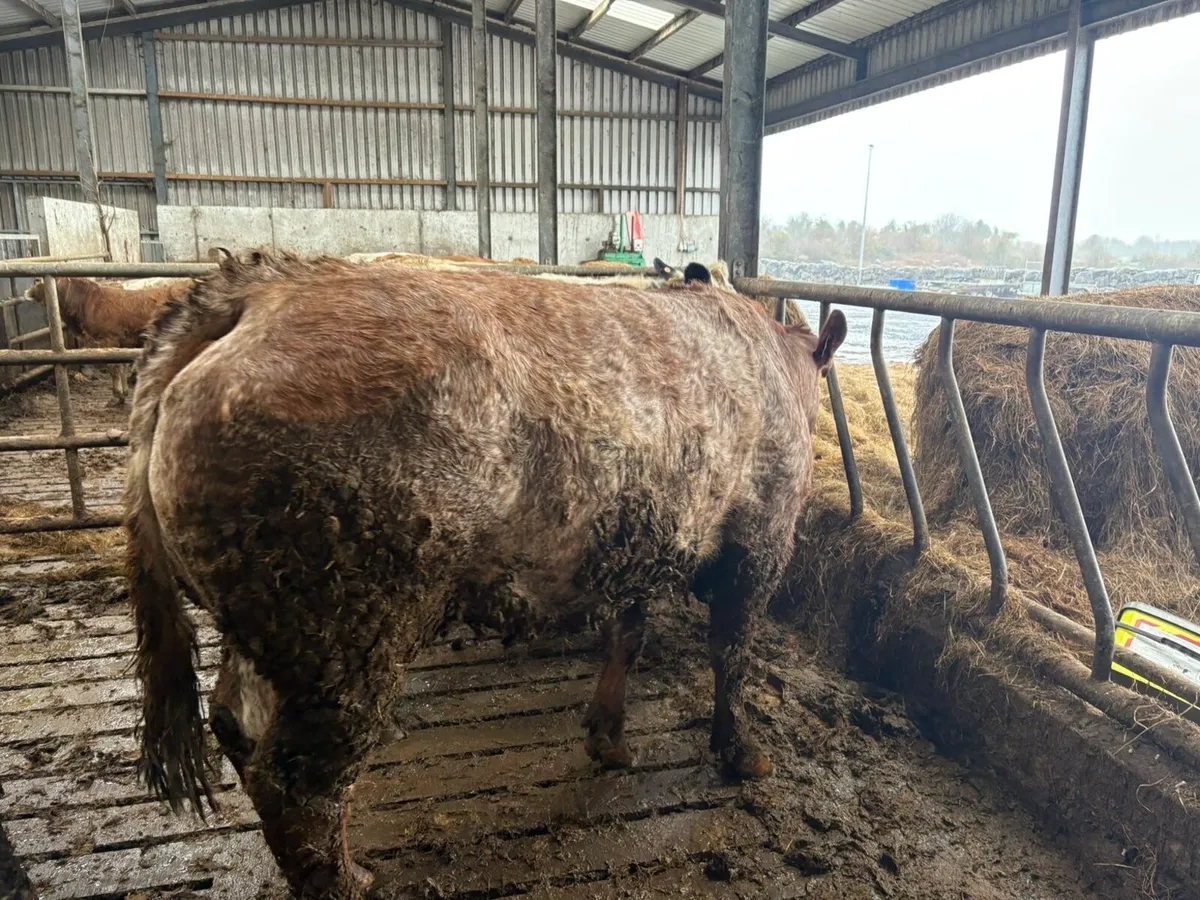 2 young breeding cows  Kingbull and PPS - Image 2