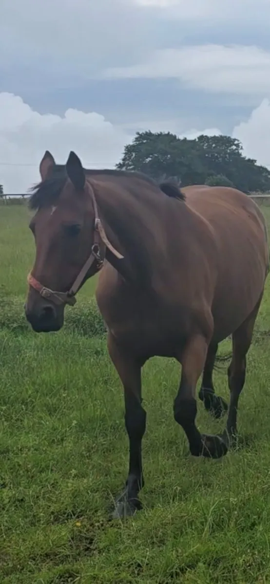 15.2 Connemara cross irish sports horse mare - Image 3