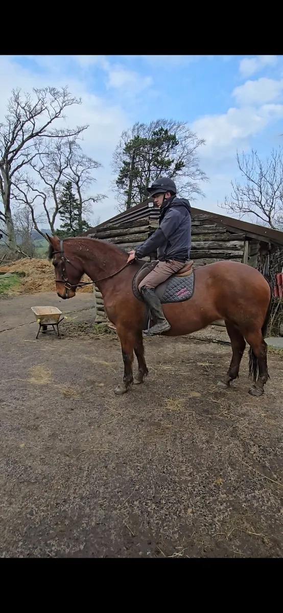 15.2 Connemara cross irish sports horse mare - Image 4