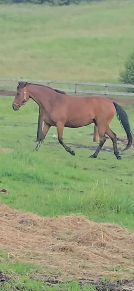 15.2 Connemara cross irish sports horse mare - Image 2