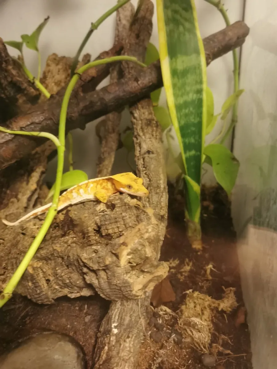 Gold Crested Gecko - Image 1