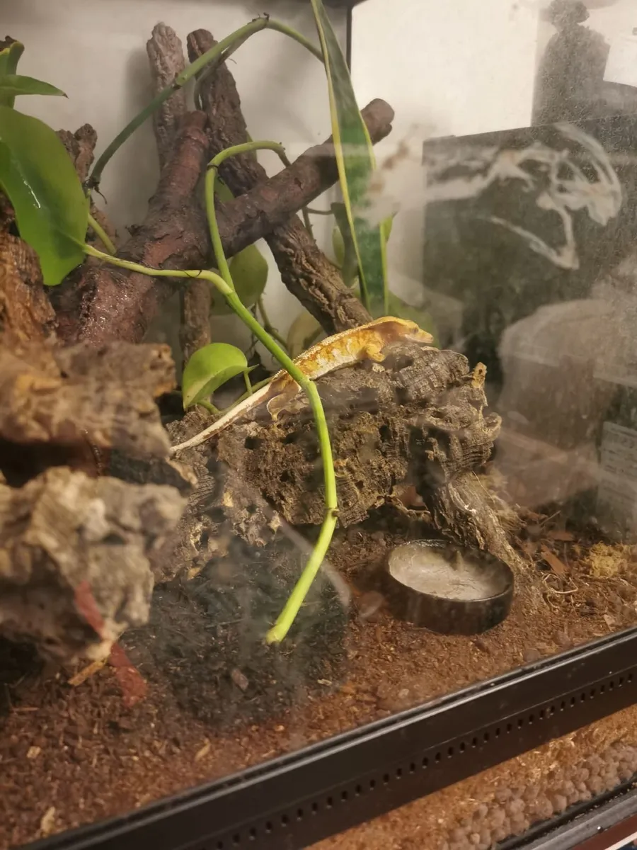 Gold Crested Gecko - Image 3