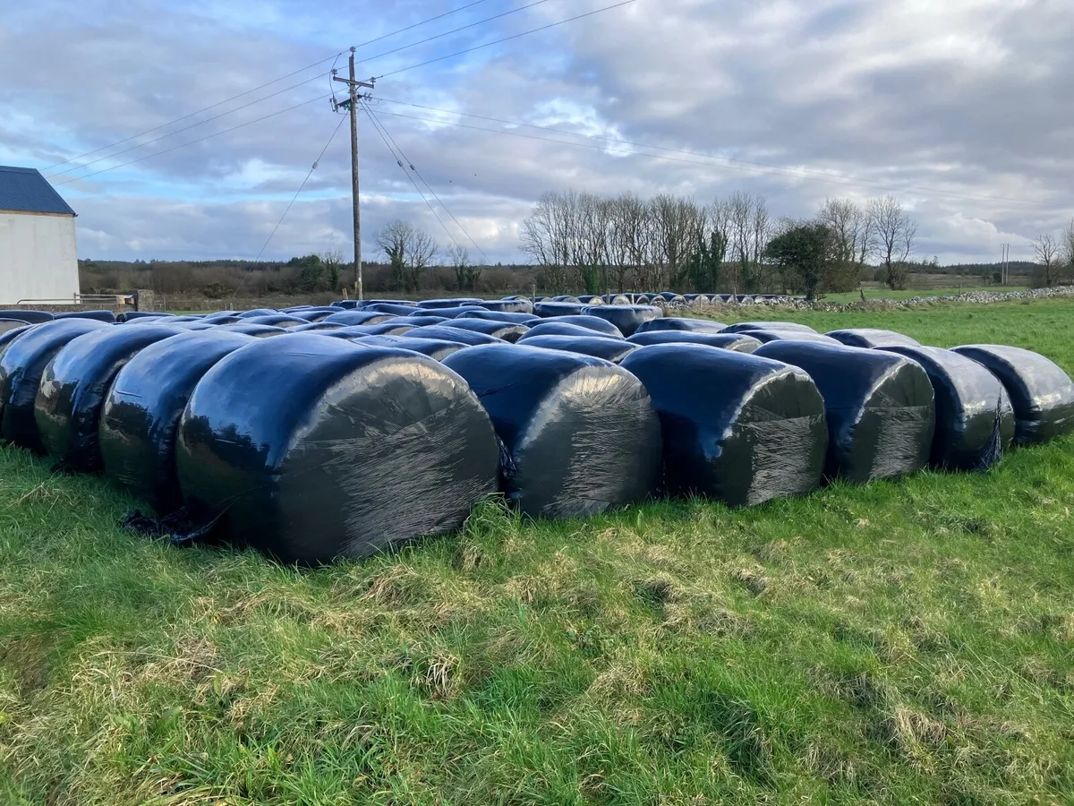 Silage bales - Image 2