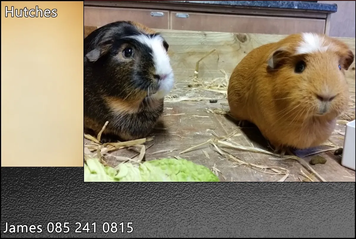Guinea Pig / Rabbit & Cat Houses IN STOCK - Image 1