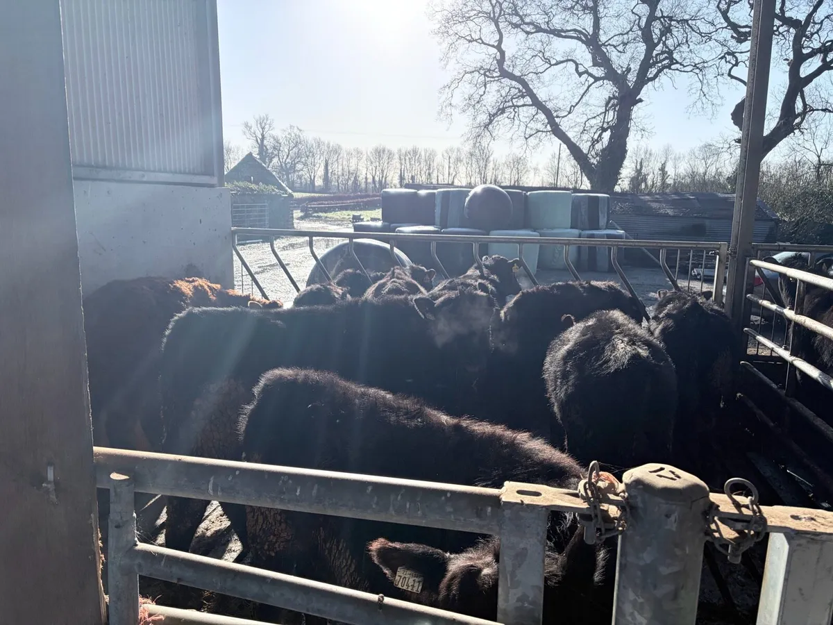 5 Start PBR Angus - Image 1