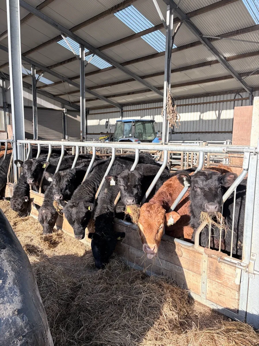 5 Start PBR Angus - Image 2