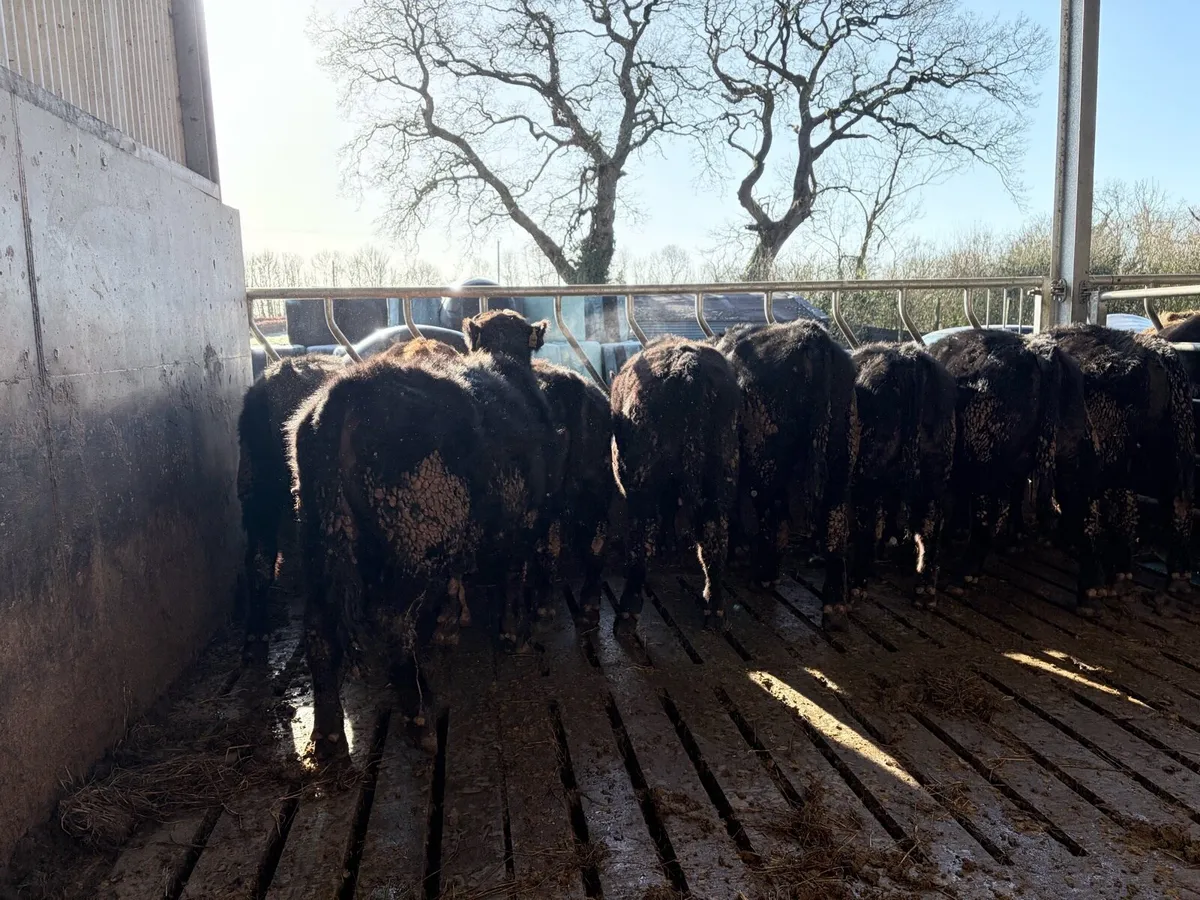 5 Start PBR Angus - Image 3