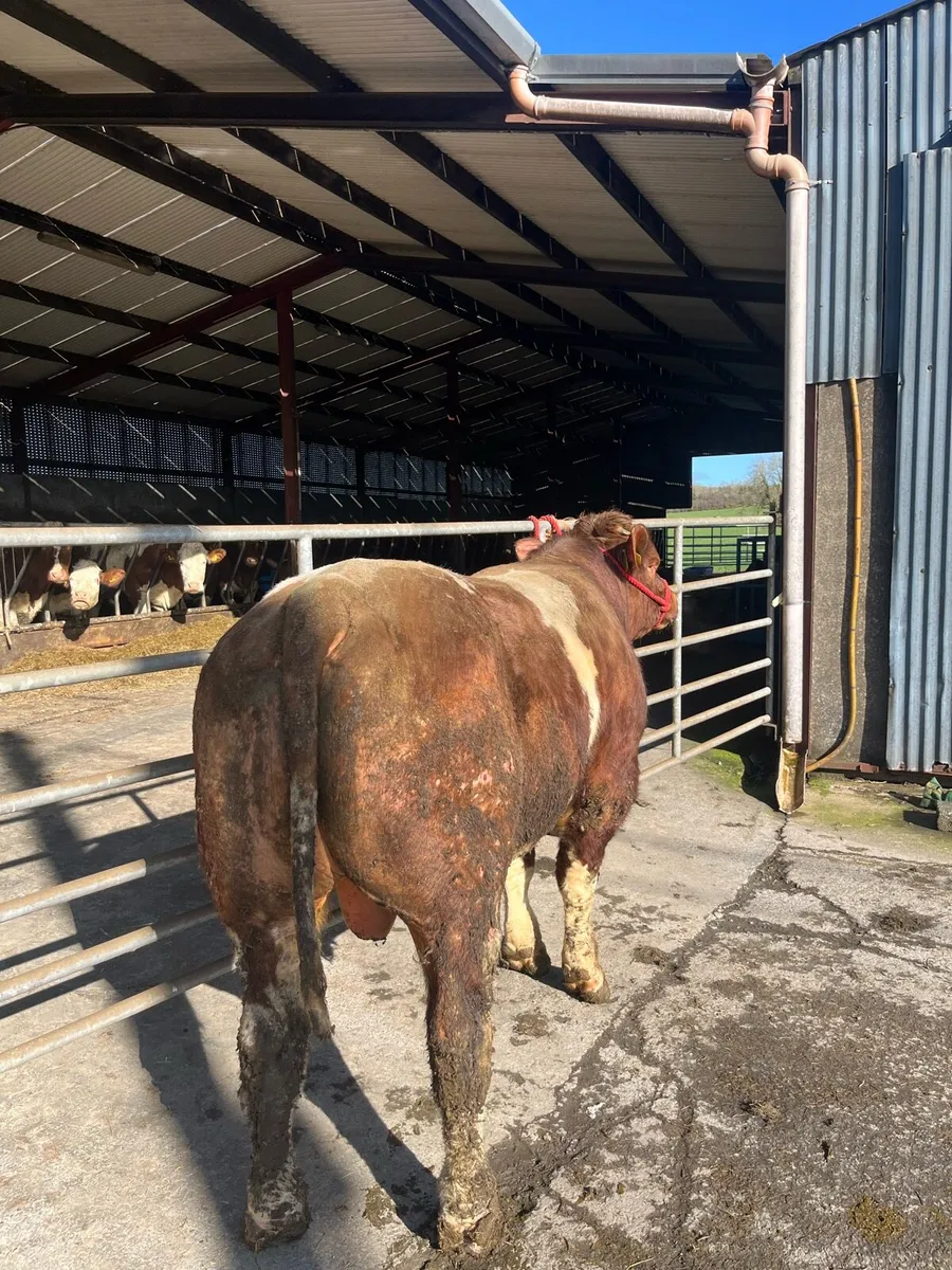 PB Maine-Anjou Bull - Image 4