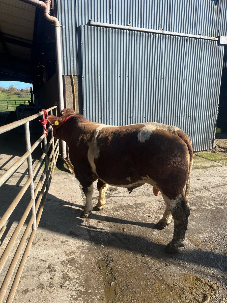 PB Maine-Anjou Bull - Image 2