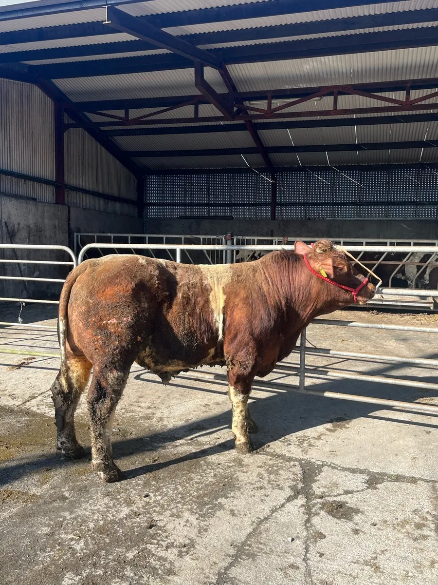 PB Maine-Anjou Bull - Image 3