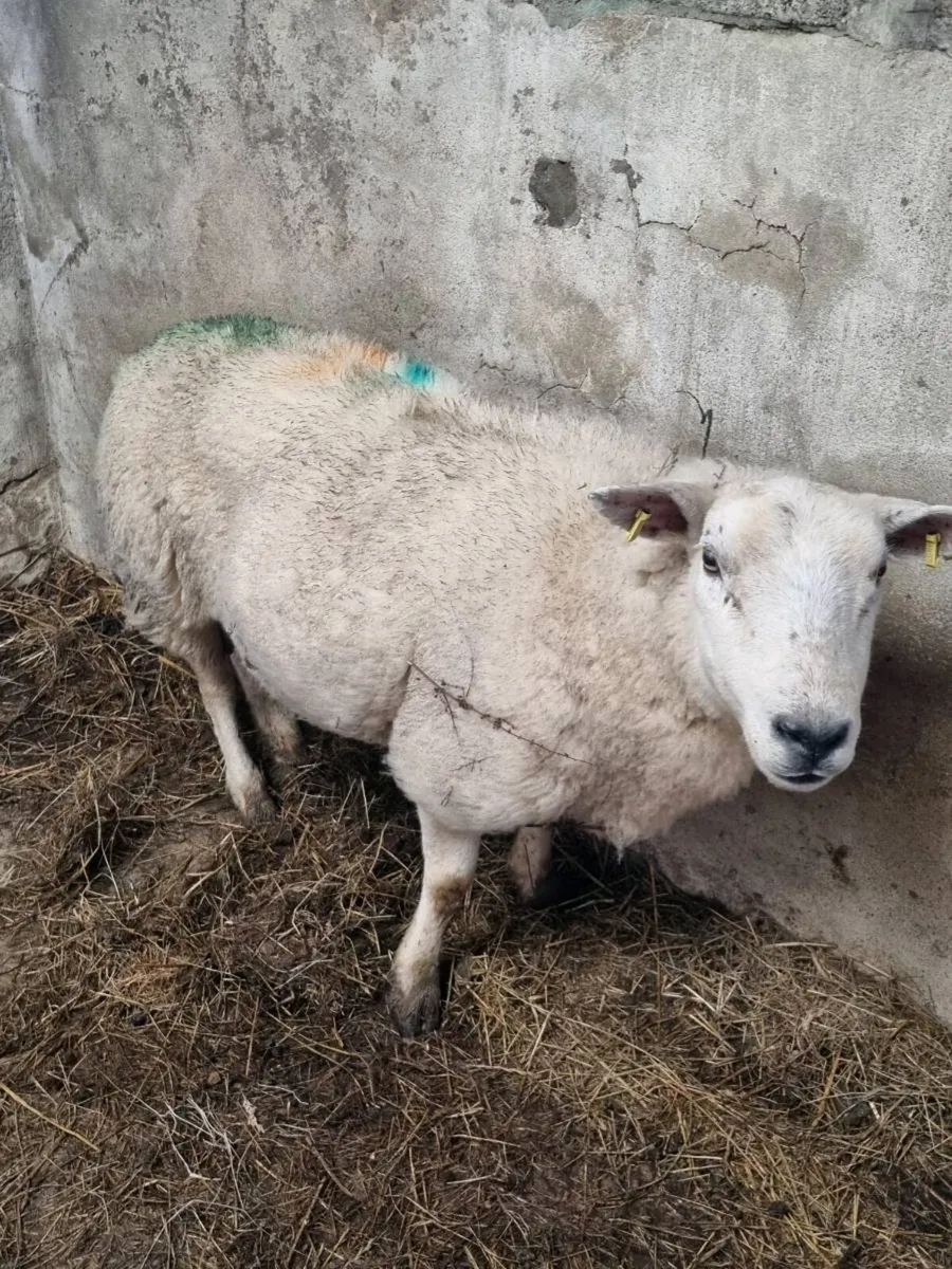 Foster ewe - Image 1