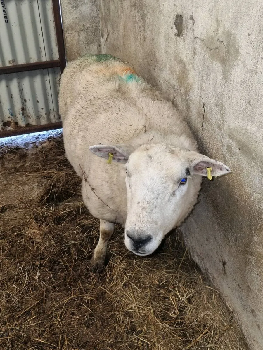 Foster ewe - Image 2