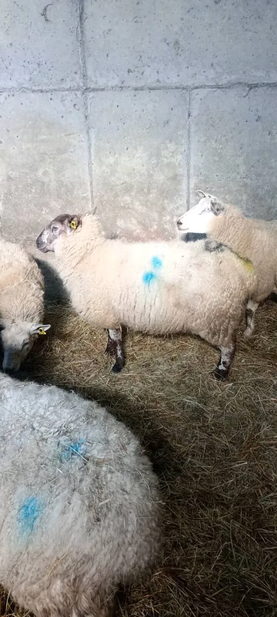 Foster ewe - Image 1