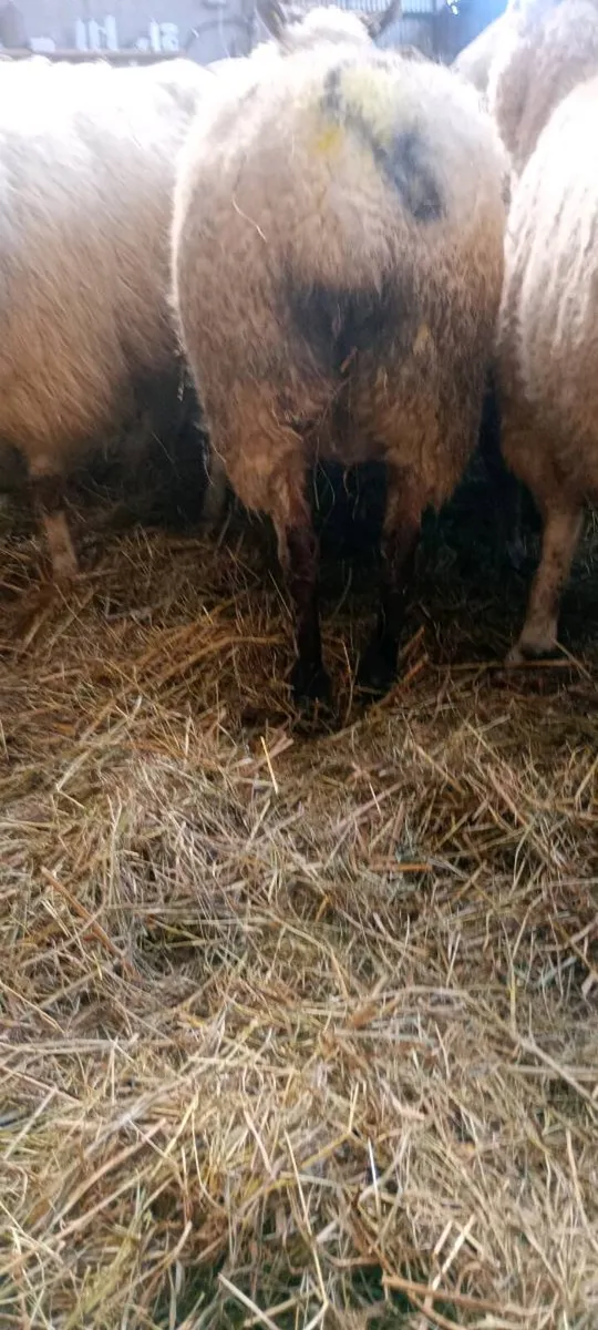 Foster ewe - Image 2