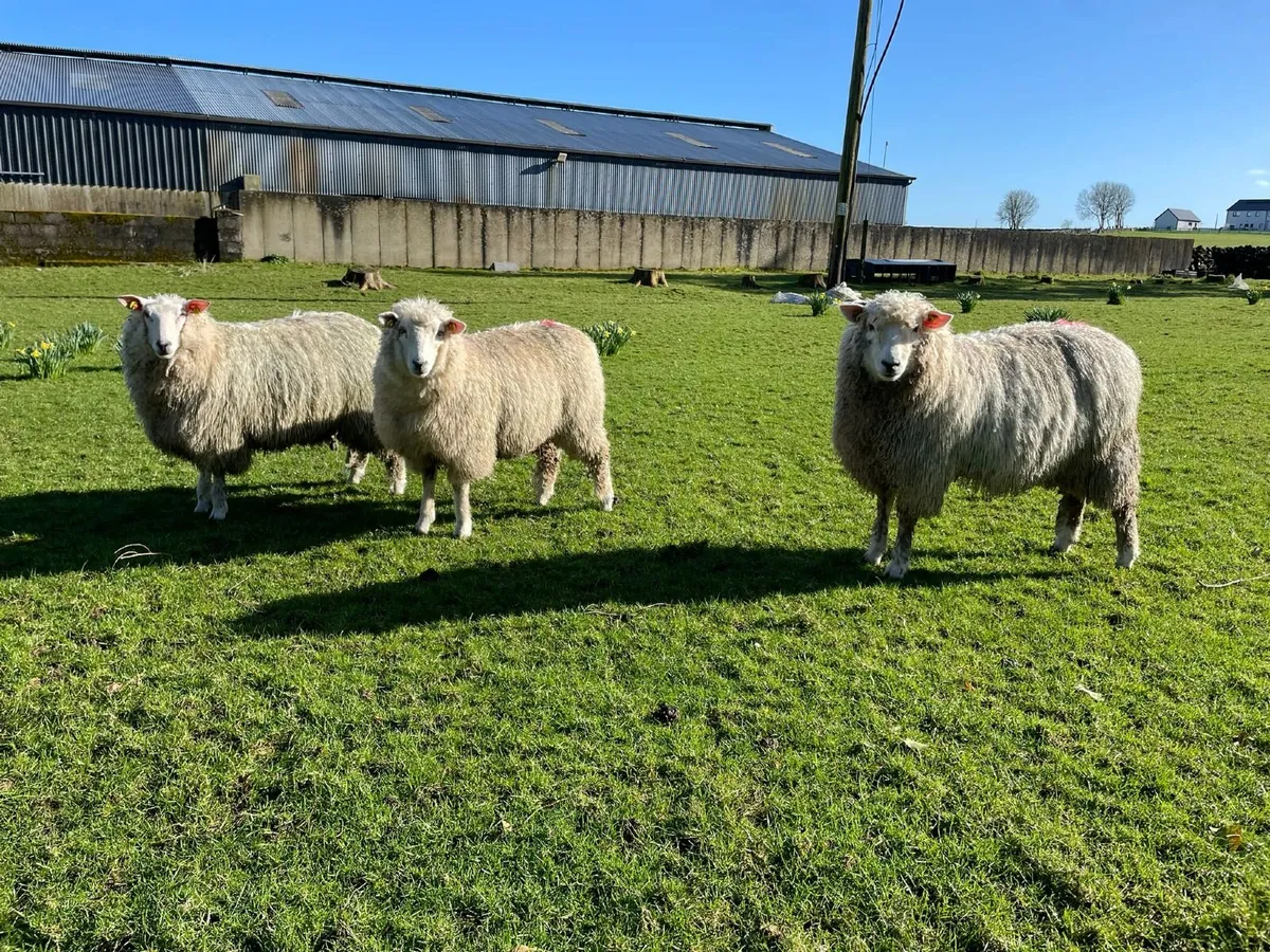 PB Registered Galway Ewe Hoggets - Image 1