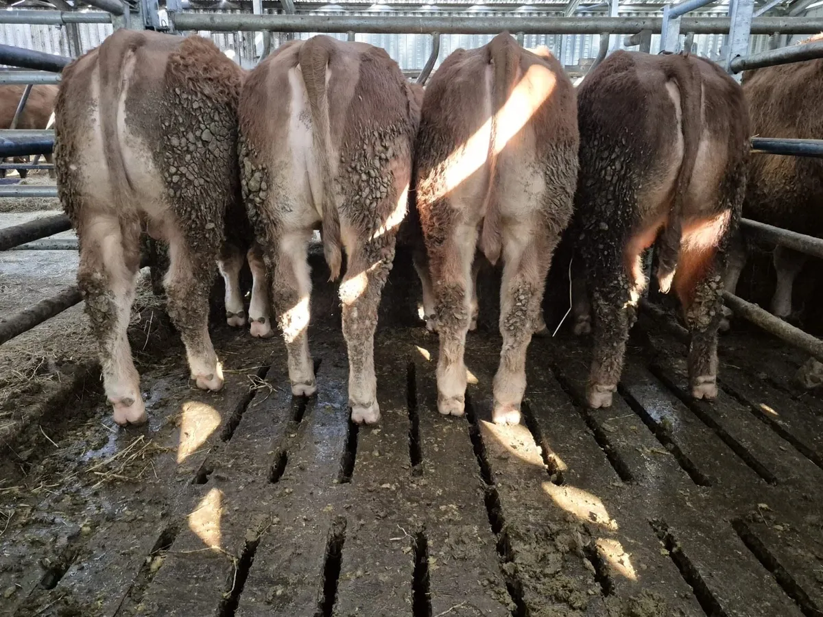 PB LM Weanling Bulls - Tuam Mart Mon 9th March - Image 1