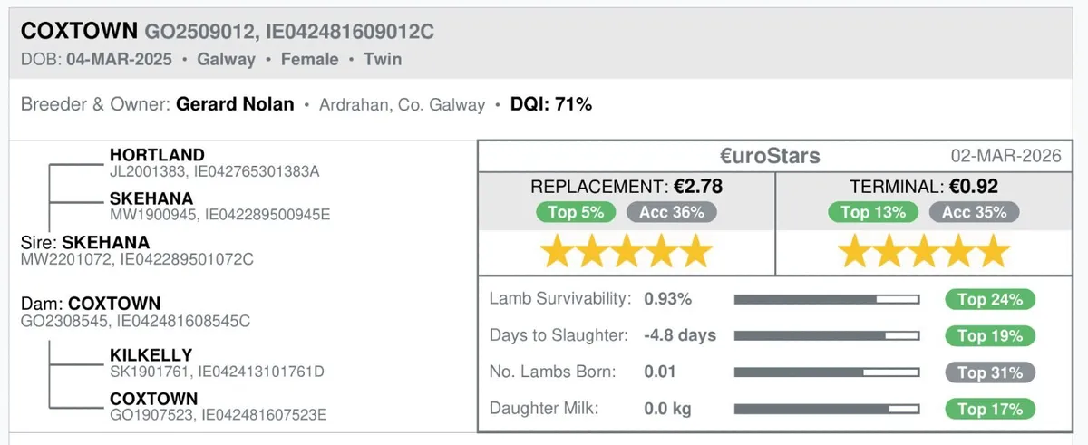 PB Registered Galway Ewe Hoggets - Image 4