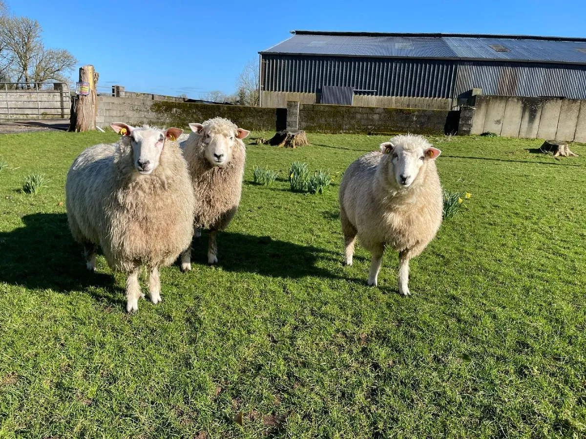 PB Registered Galway Ewe Hoggets - Image 2