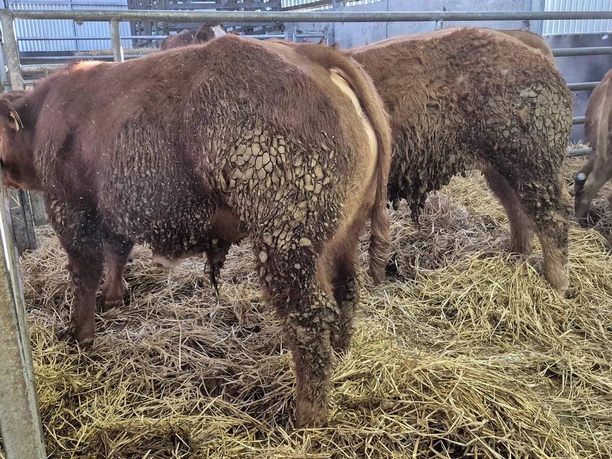 PB LM Weanling Bulls - Tuam Mart Mon 9th March - Image 2