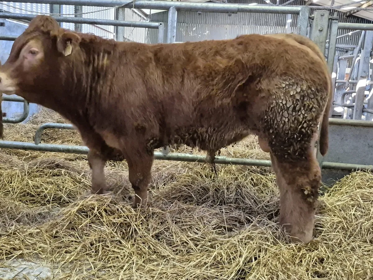 PB LM Weanling Bulls - Tuam Mart Mon 9th March - Image 4