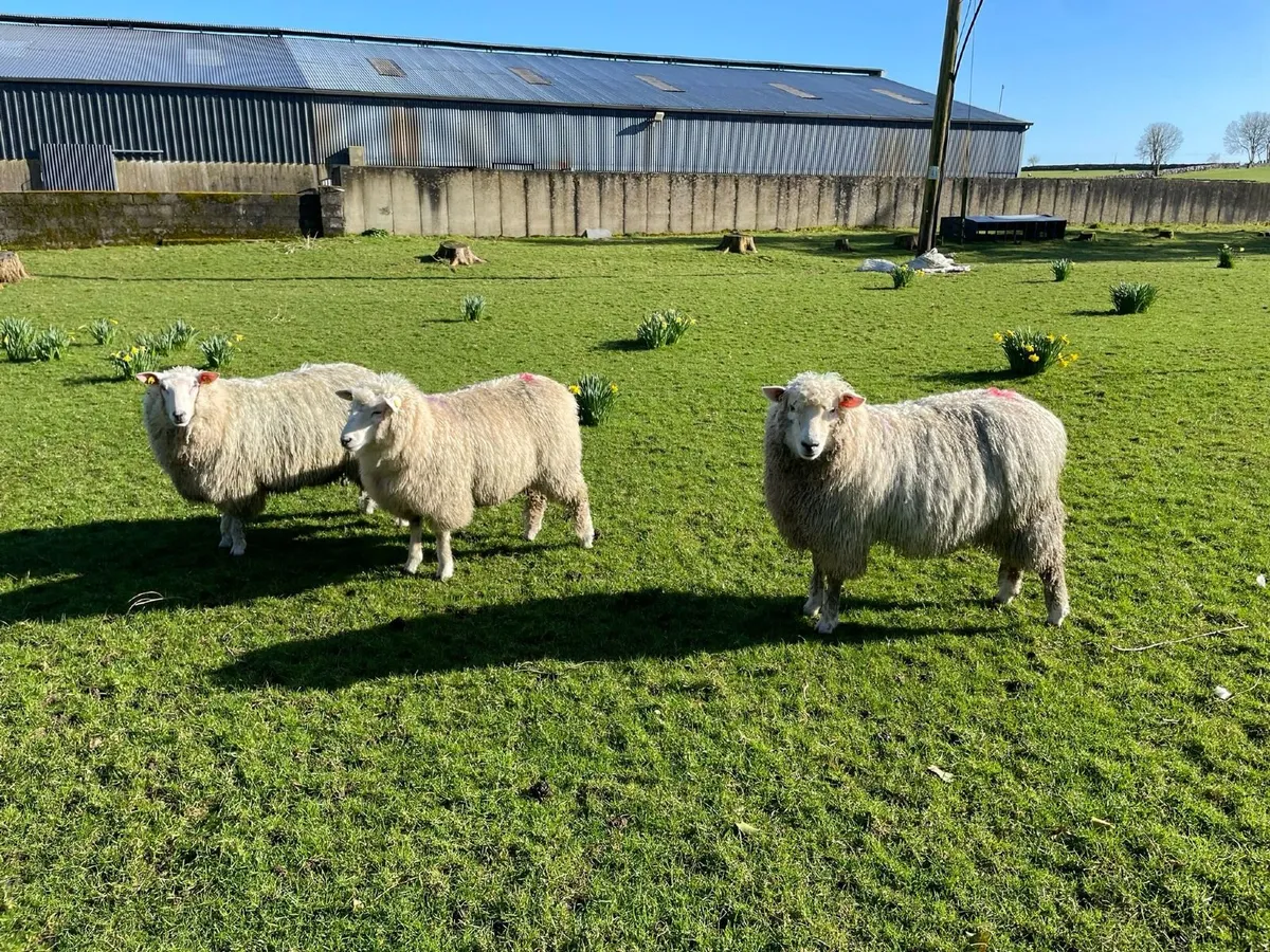 PB Registered Galway Ewe Hoggets - Image 3