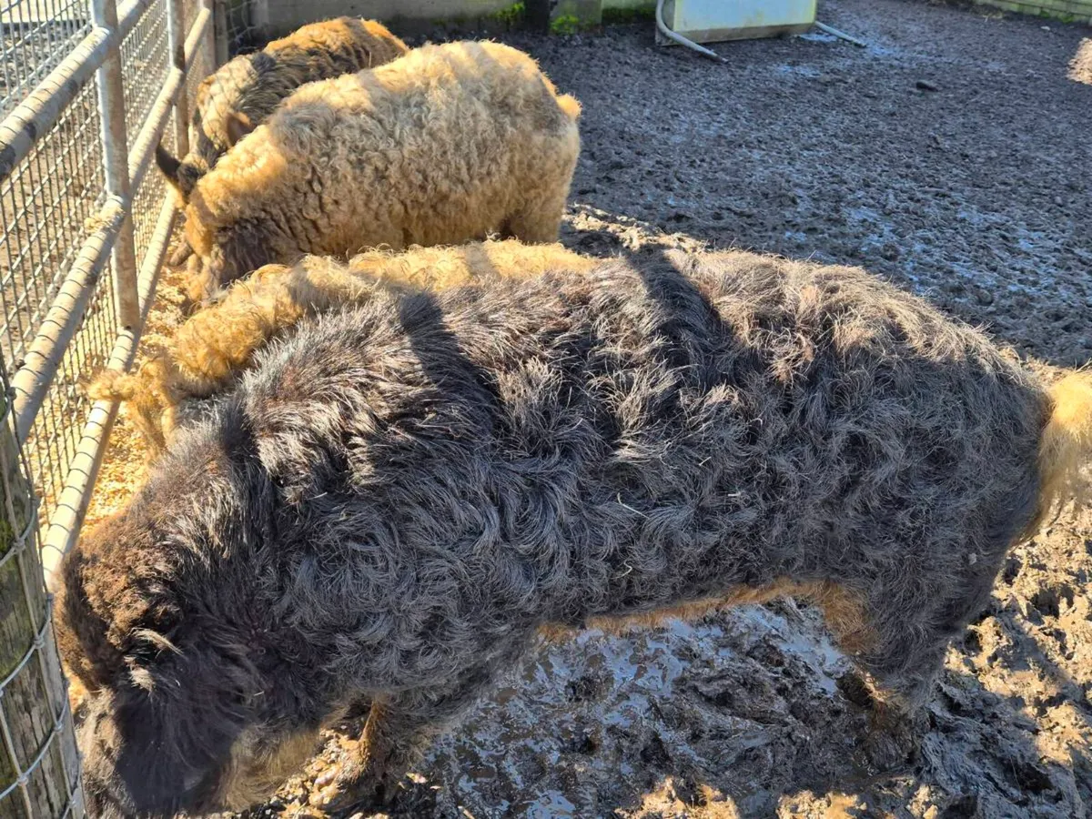 Mangalitsa pig boar and sow and goats - Image 1