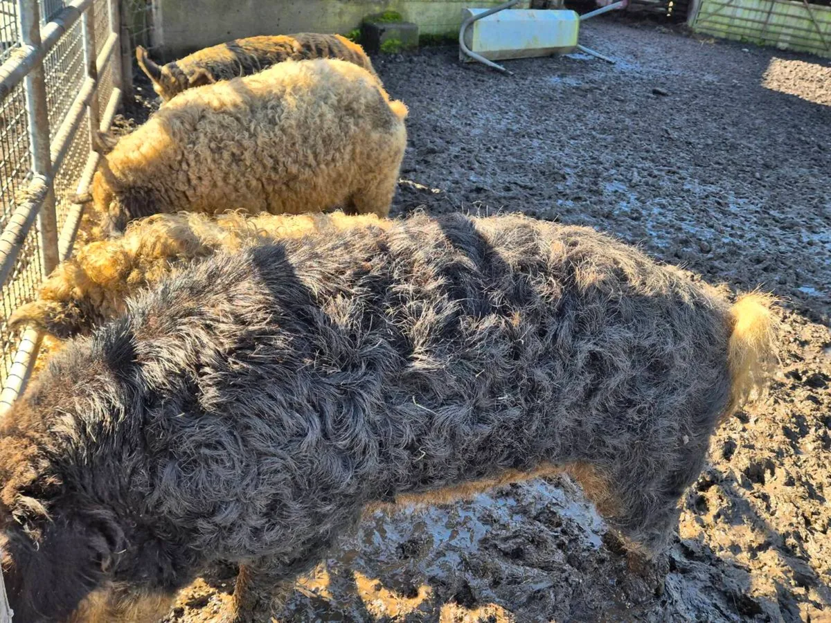 Mangalitsa pig boar and sow and goats - Image 4