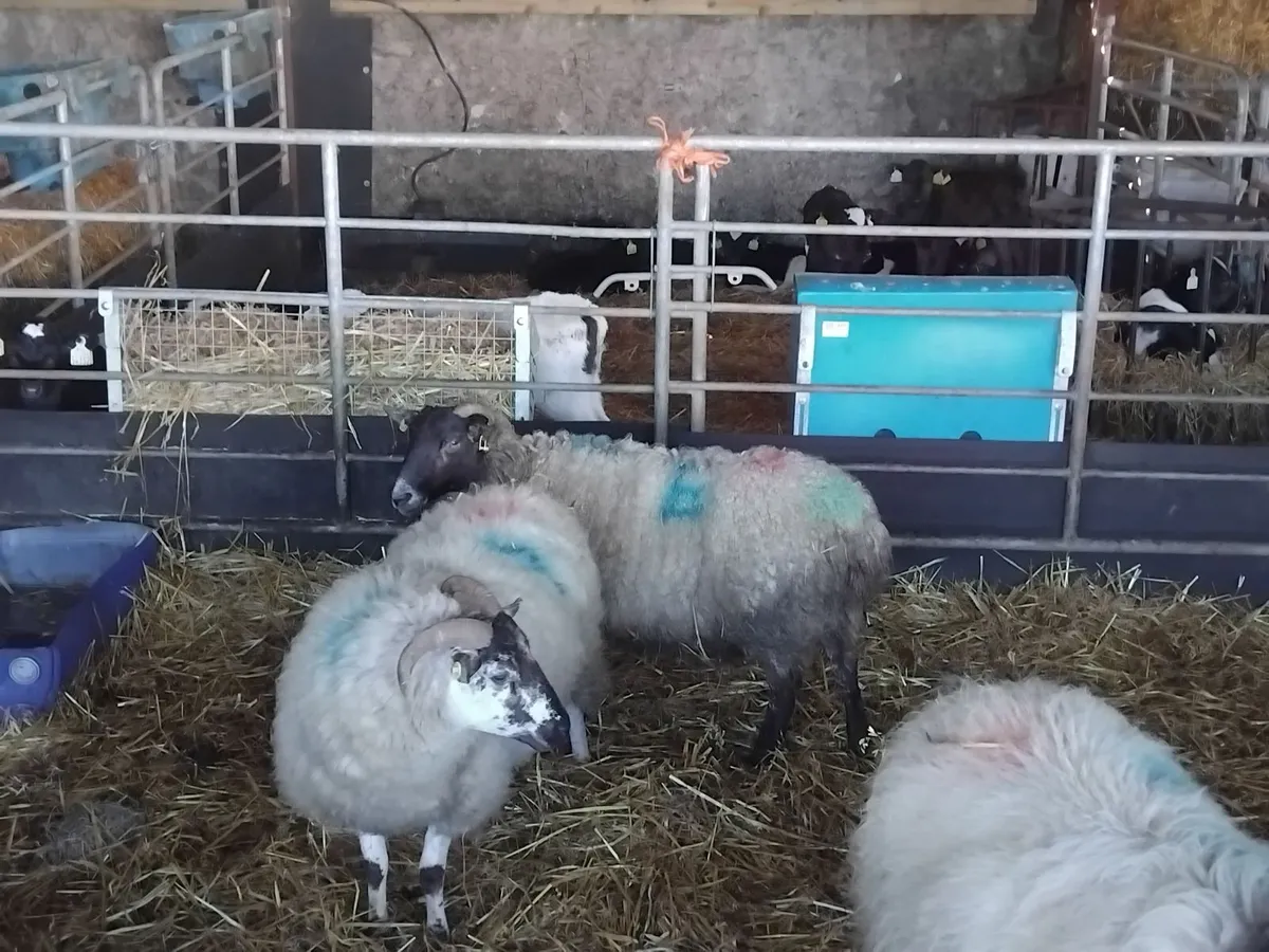 7 young ewes near lambing - Image 3