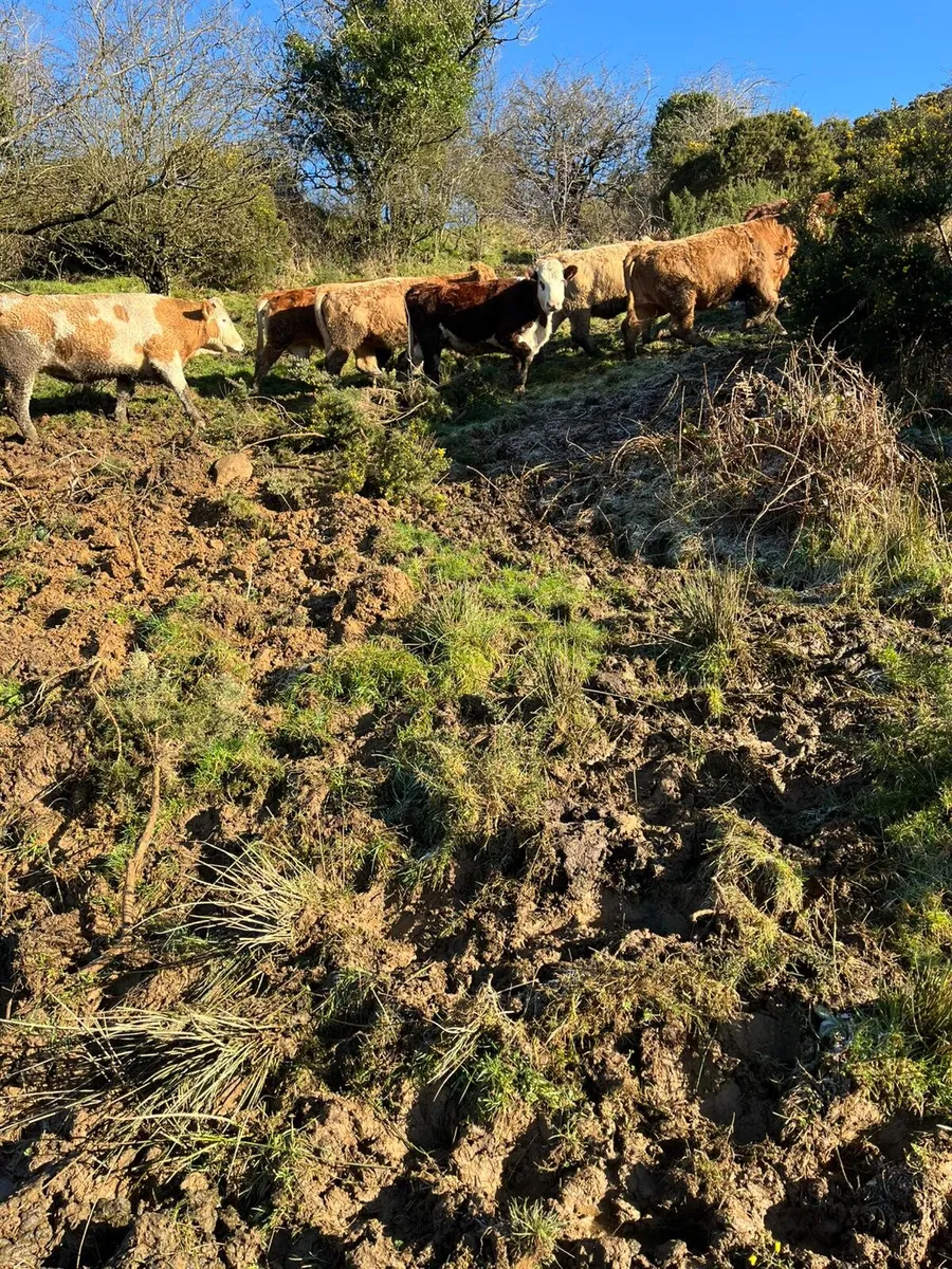 12 continental heifers outliers for sale - Image 3