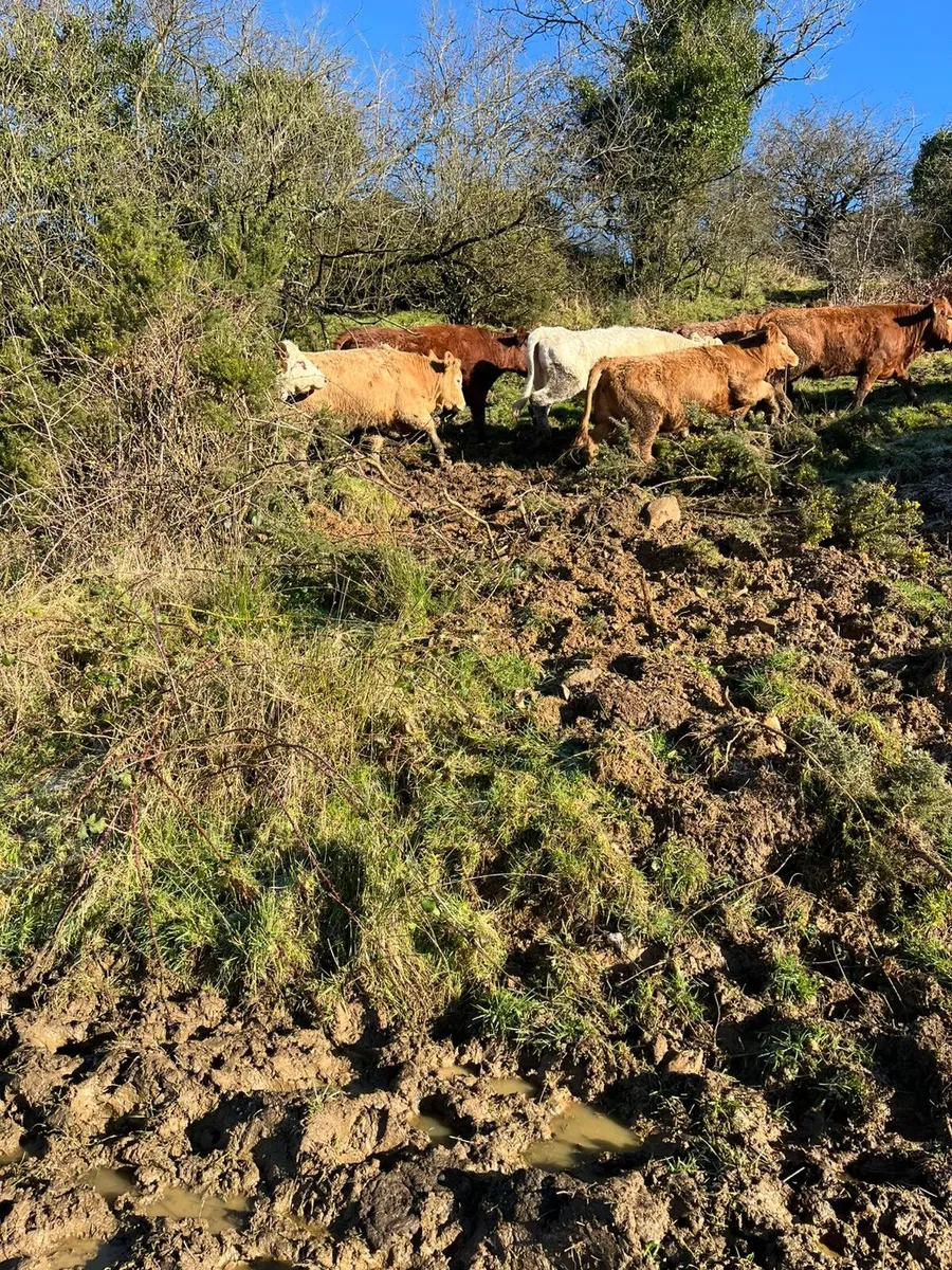 12 continental heifers outliers for sale - Image 4