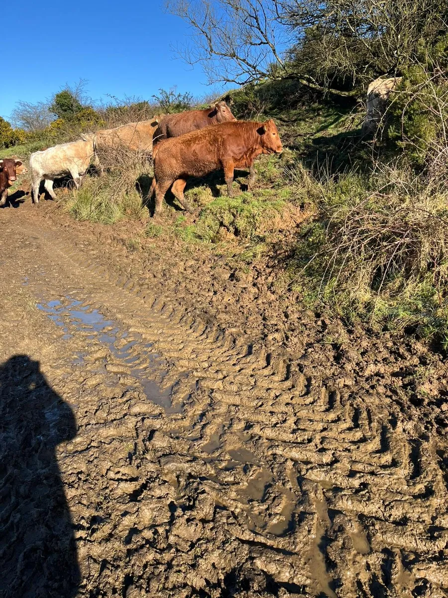 12 continental heifers outliers for sale - Image 1