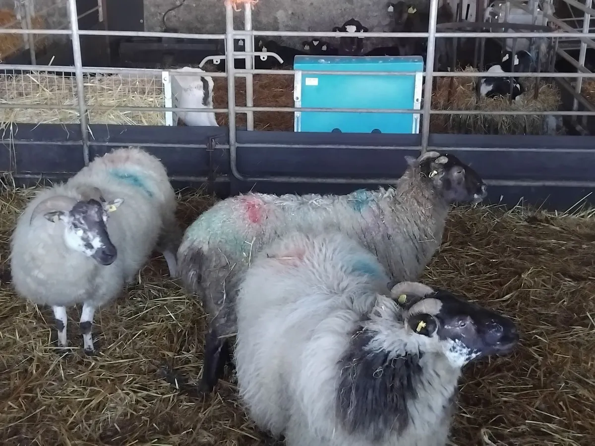 7 young ewes near lambing - Image 4