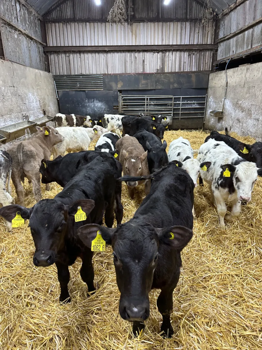 Angus blue and Charolais bulls - Image 1