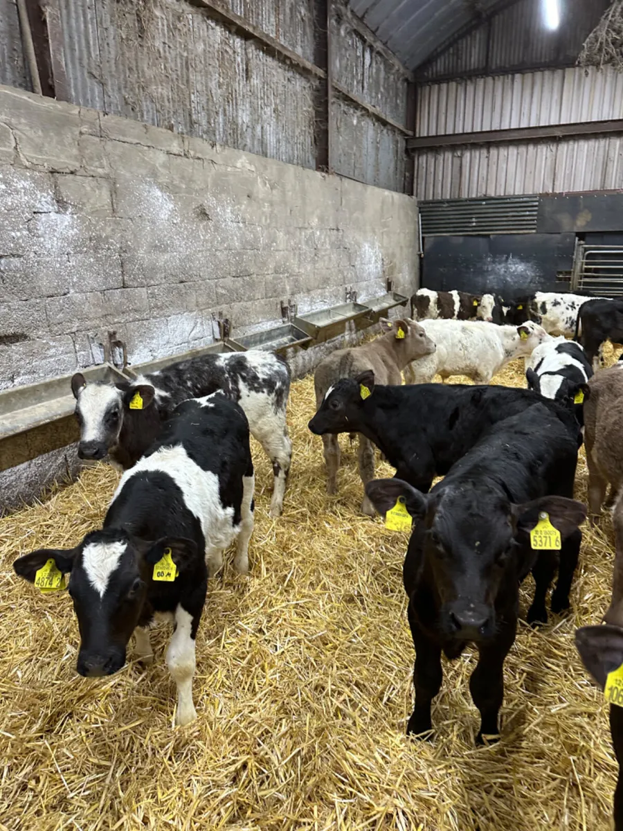 Angus blue and Charolais bulls - Image 3