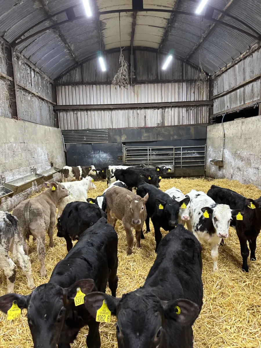 Angus blue and Charolais bulls - Image 2