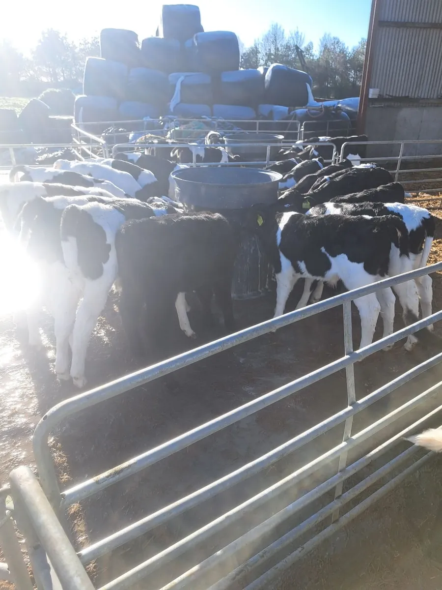 Angus heifer calves - Image 2