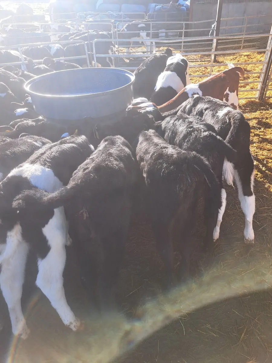 Angus heifer calves - Image 3