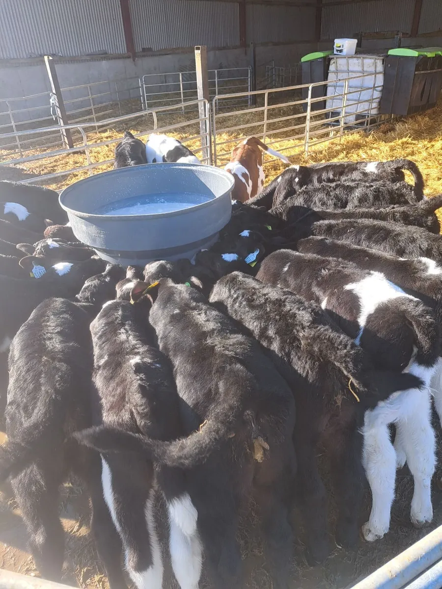 Angus heifer calves - Image 1