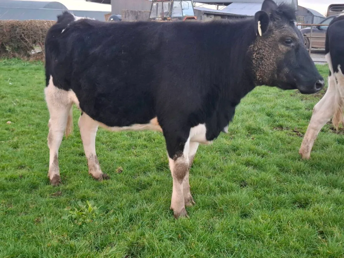 In calf heifers - Image 2