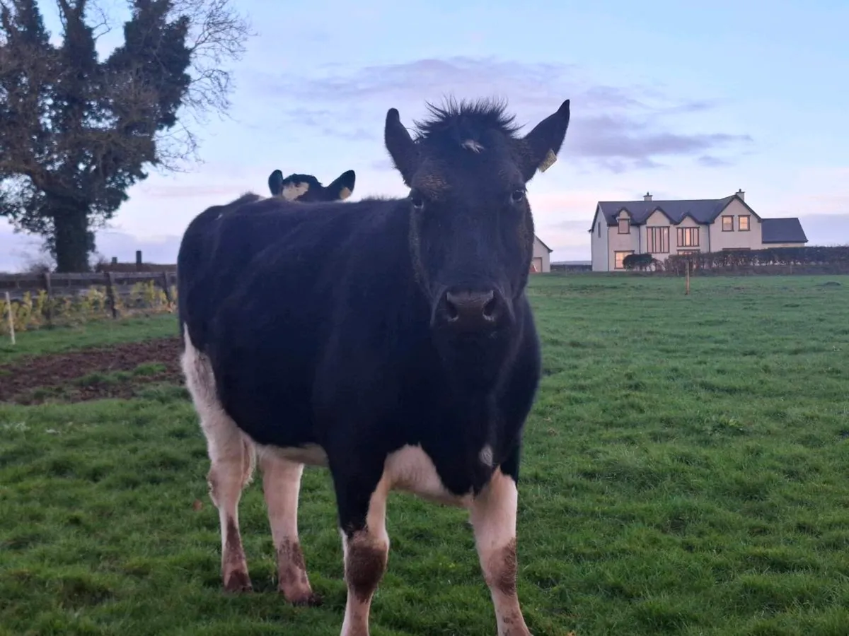 In calf heifers - Image 3