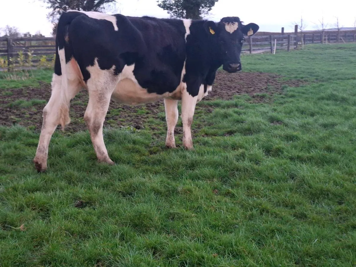 In calf heifers - Image 4