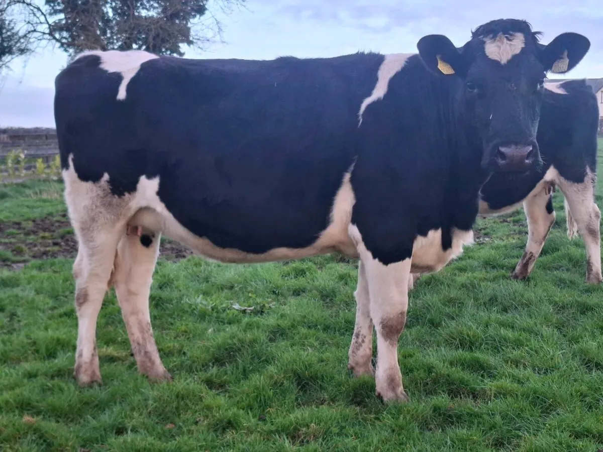 In calf heifers - Image 1