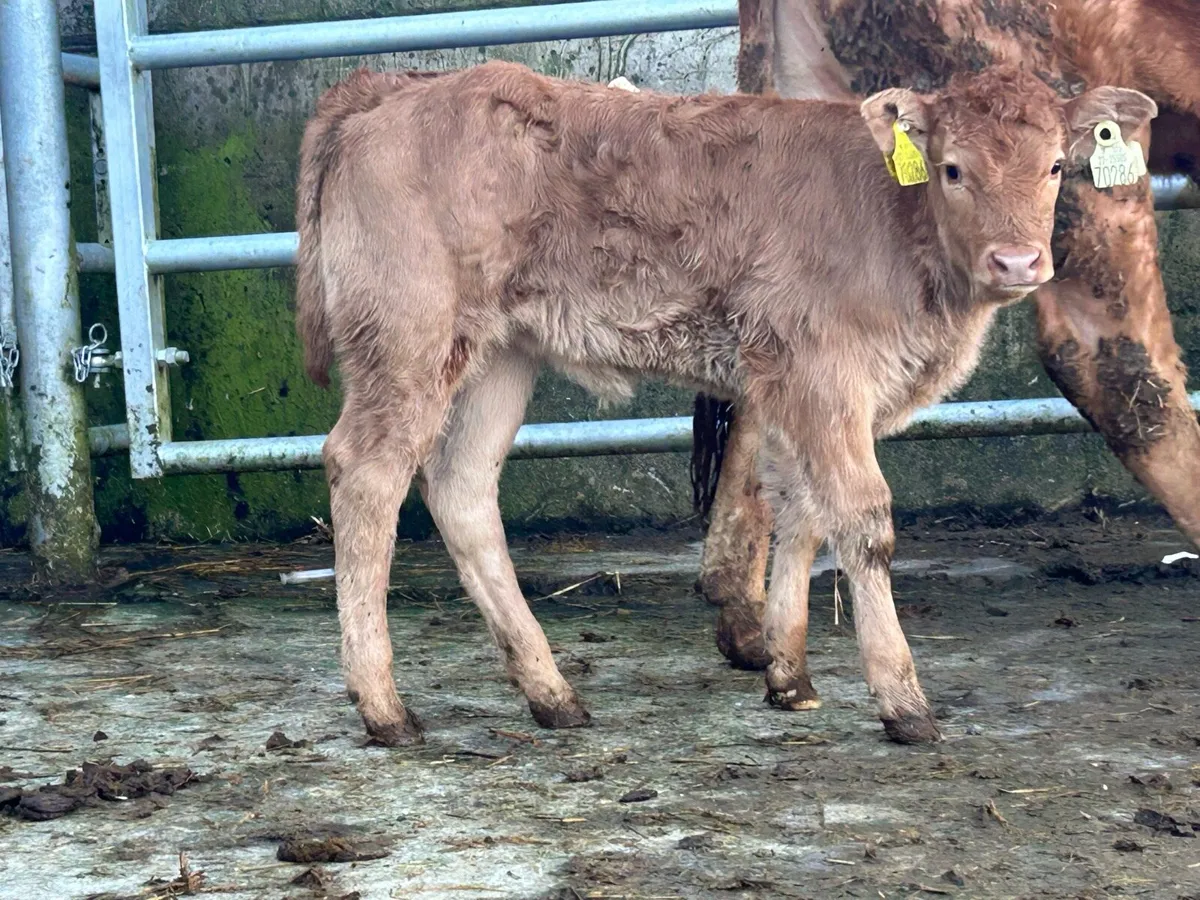 First calved heifer and heifer calf - Image 2