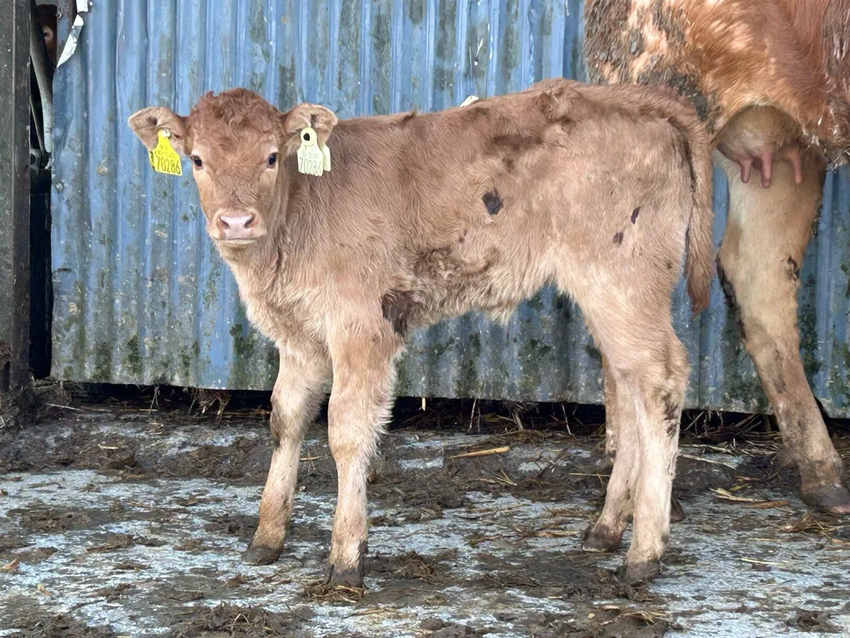 First calved heifer and heifer calf - Image 3