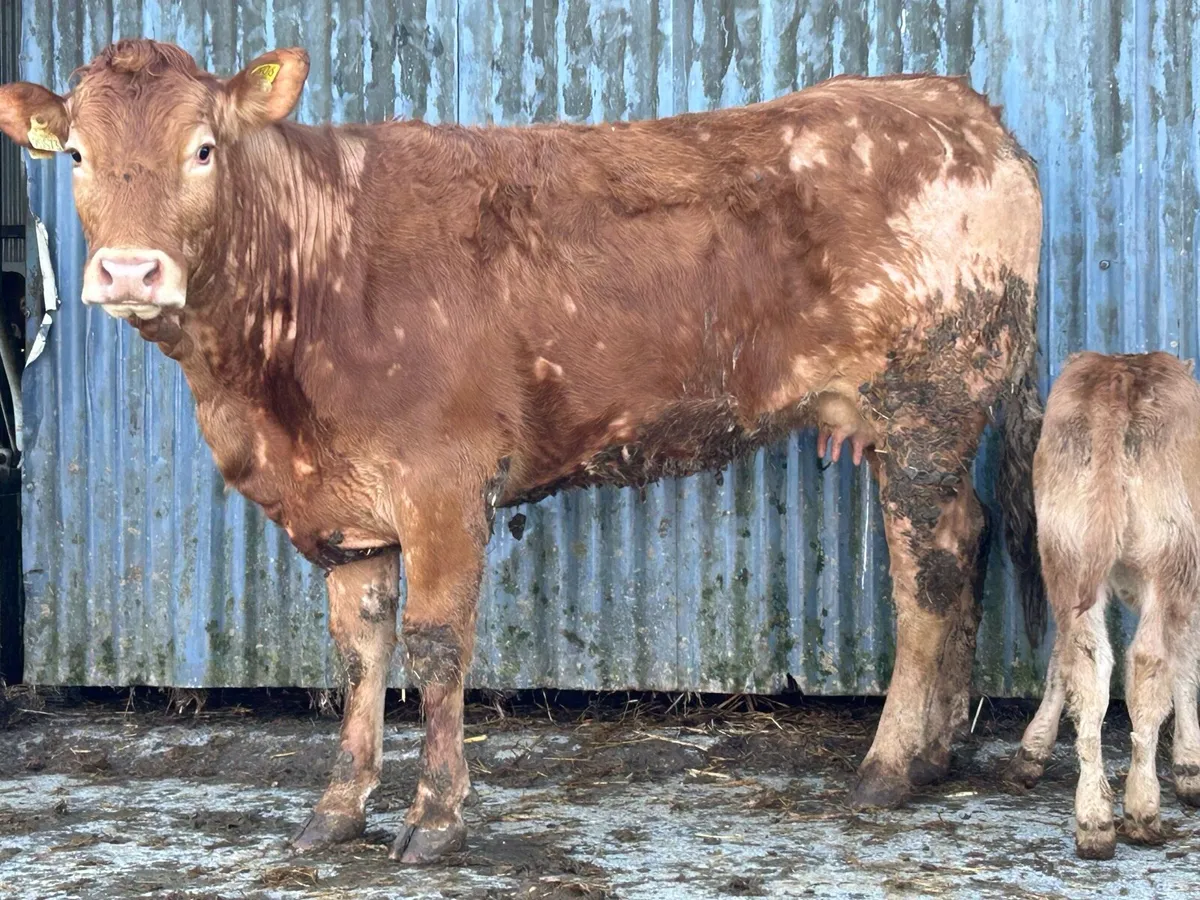 First calved heifer and heifer calf - Image 4